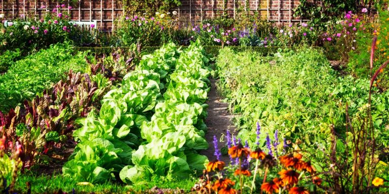 Comment cultiver ses propres aliments
