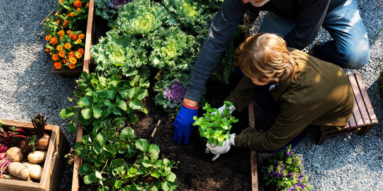 6 conseils pour faire pousser des légumes